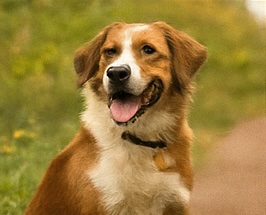 Happy Dog 2